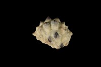 藏品(紫口岩螺)的圖片